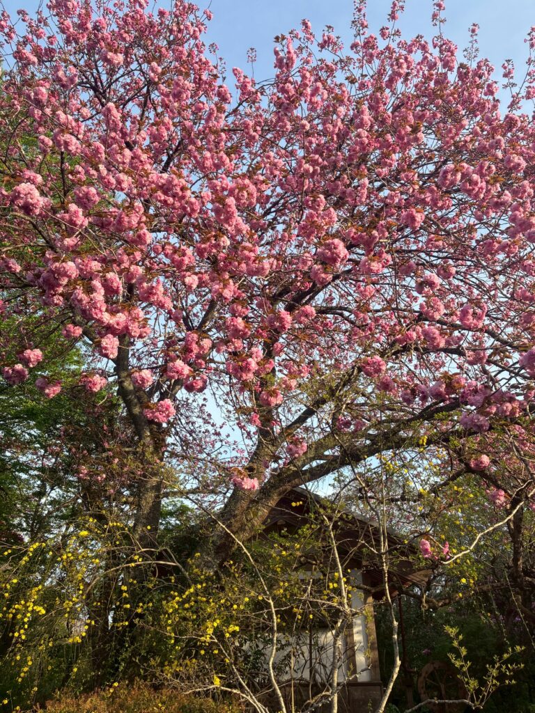 枝垂れ桜・芝桜・八重桜・ツツジ