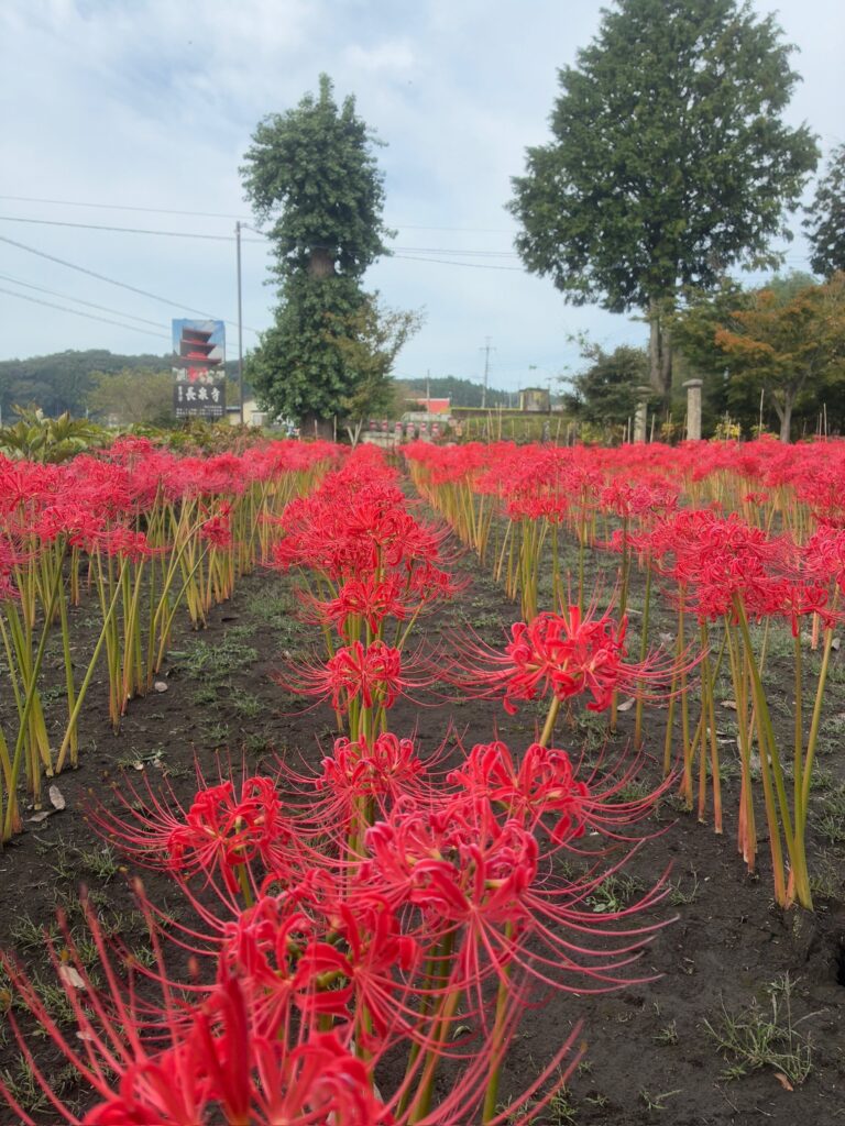 彼岸花