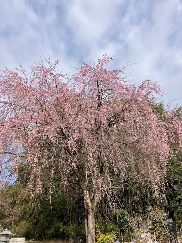 枝垂れ桜