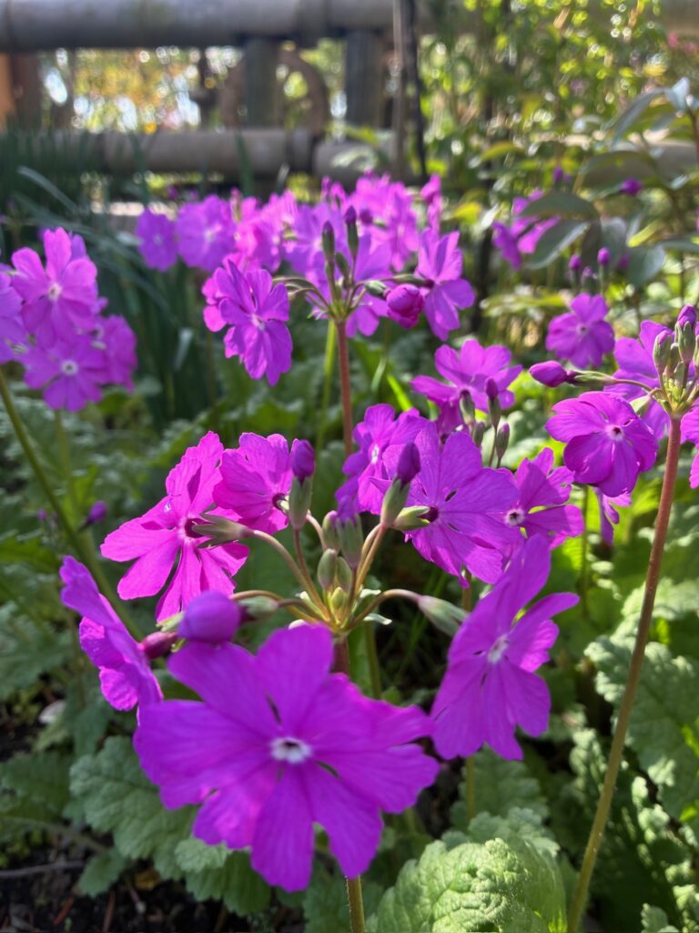 桜草