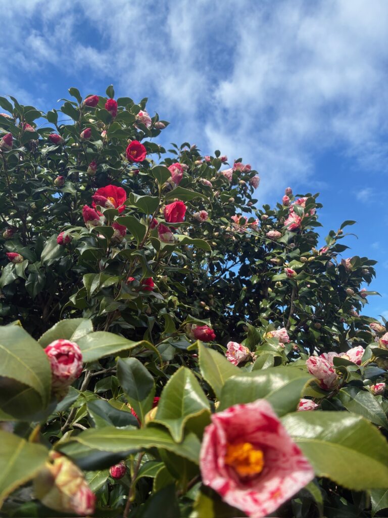 椿