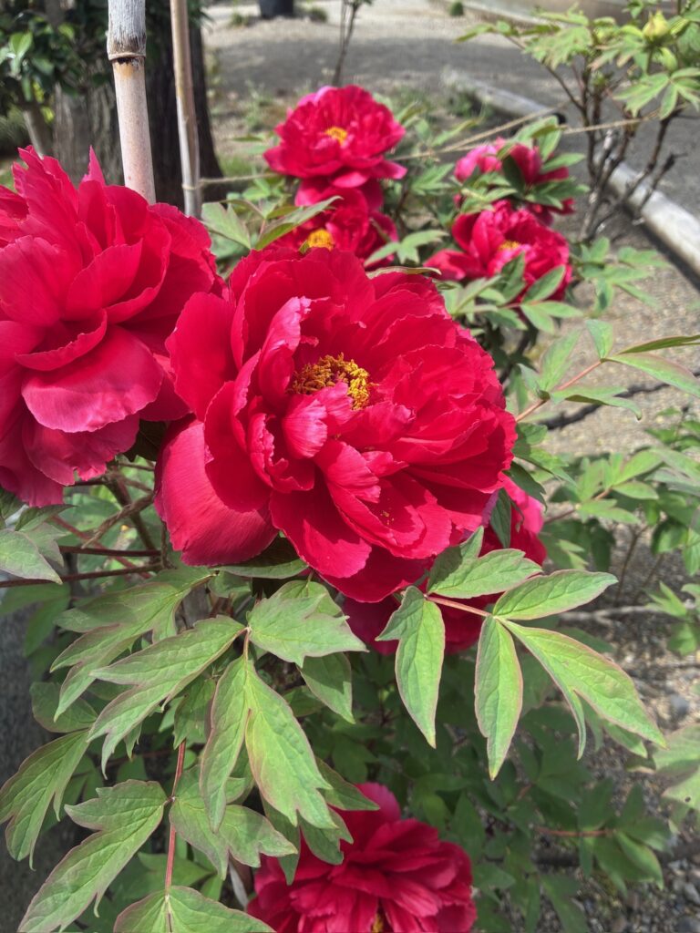 春のぼたん苑