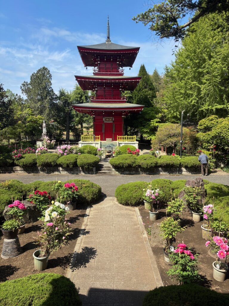 牡丹