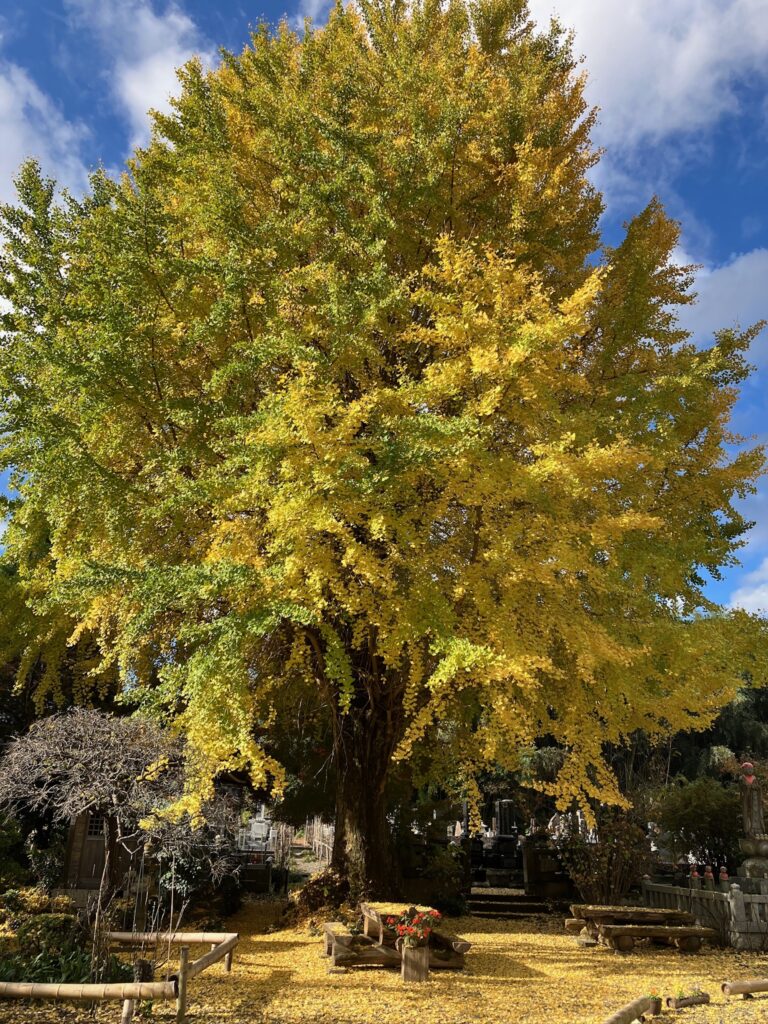 紅葉