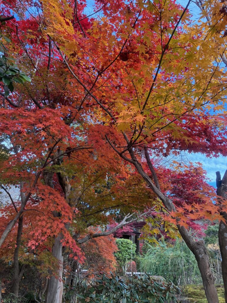 紅葉