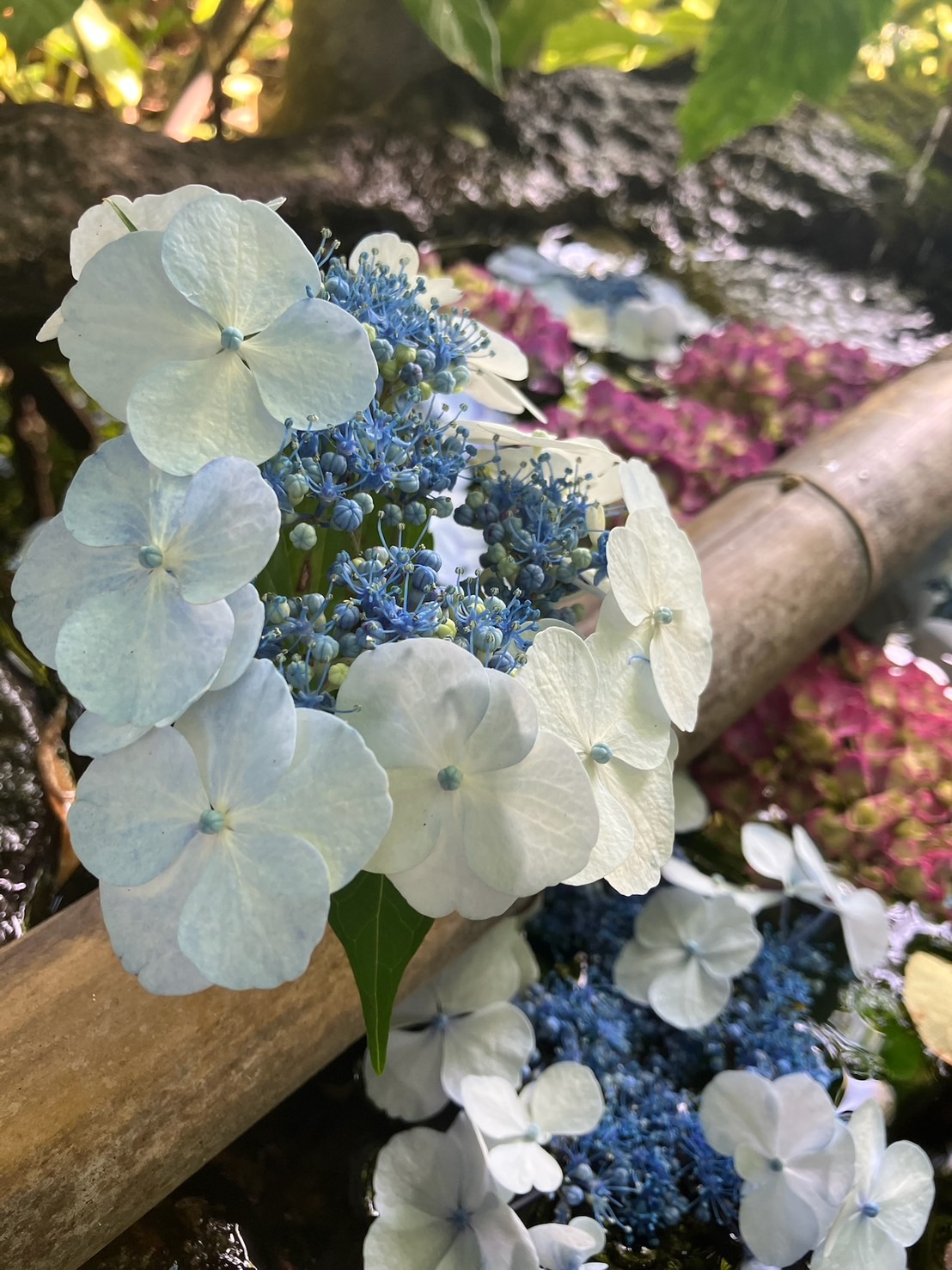 紫陽花