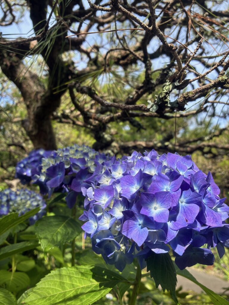 紫陽花