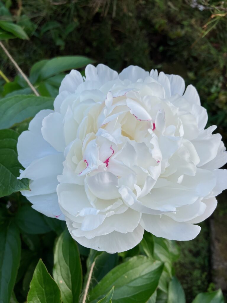 藤・芍薬
