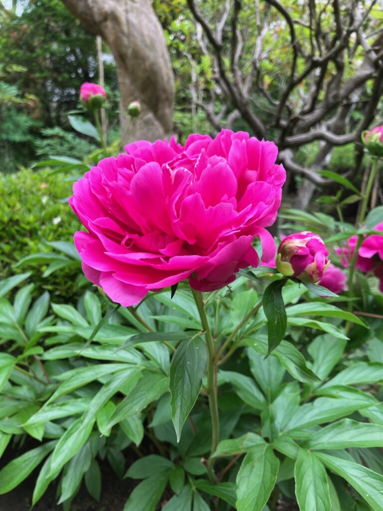芍薬