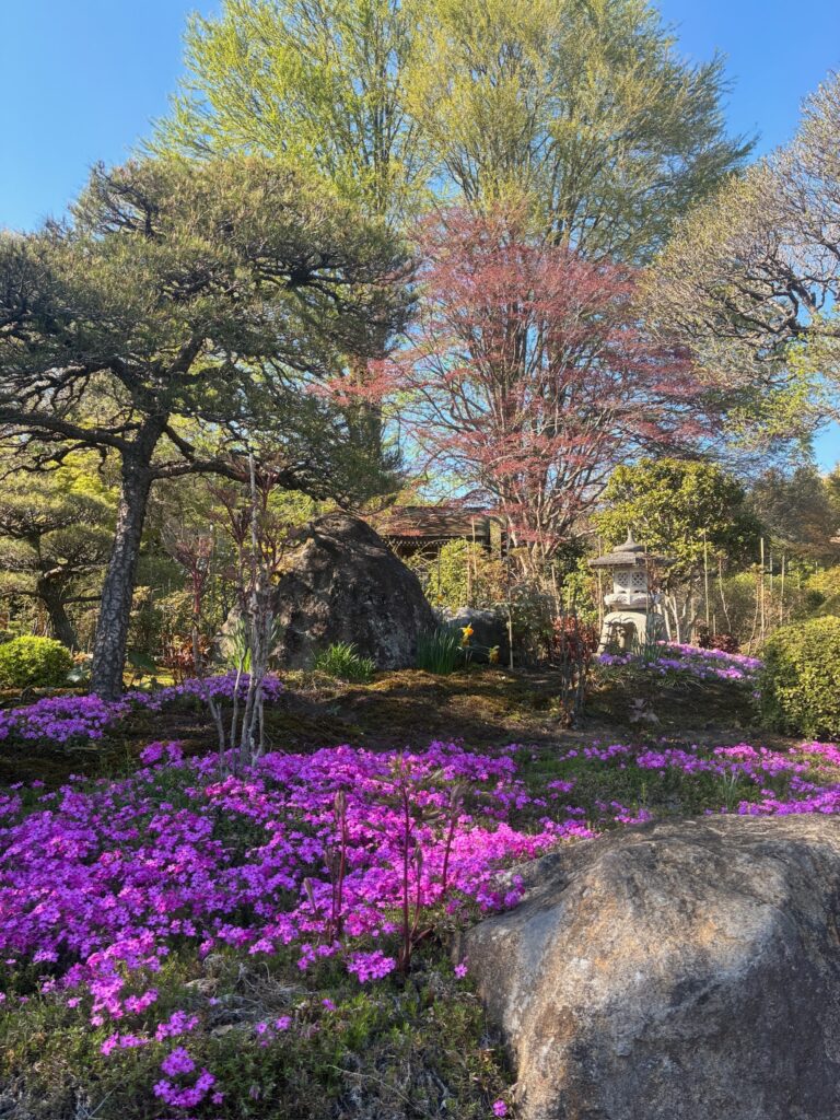 芝桜