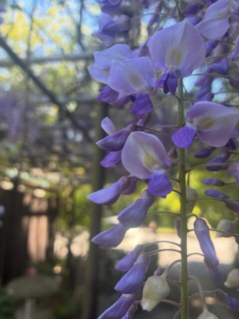 藤が見頃を迎えています。牡丹も、数は減りましたがまだ綺麗に咲いているものが多くございます。クリンソウ、サクラソウ、エンコウソウなど山野草も咲いています。苔玉の展示や、山野草の販売は本日まで。どうぞお越しください。
#牡丹 #長泉寺 #那珂川町 #花の風まつり2026
――――――――――
"四季折々の花が咲く牡丹寺"
曹洞宗 白久山長泉寺
〒324-0513
栃木県那須郡那珂川町白久777
0287-96-2427
いつでもお気軽にお参りください。御朱印対応致します。
インスタではお花の開花状況を中心にお知らせしています。フォローもどうぞお気軽に。
――――――――――