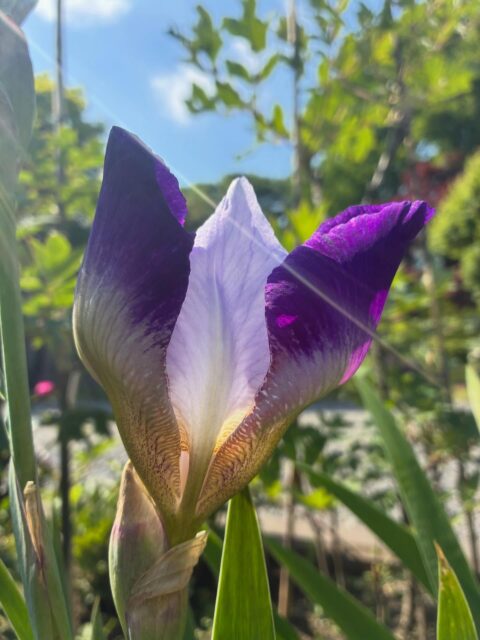 藤の花の時期が終わり、花がらを切り取る作業をしています。春は庭仕事が盛り沢山です。
#ジャーマンアイリス #シャクヤク #長泉寺 #那珂川町
――――――――――
"四季折々の花が咲く牡丹寺"
曹洞宗 白久山長泉寺
〒324-0513
栃木県那須郡那珂川町白久777
0287-96-2427
いつでもお気軽にお参りください。御朱印対応致します。
インスタではお花の開花状況を中心にお知らせしています。フォローもどうぞお気軽に。
――――――――――