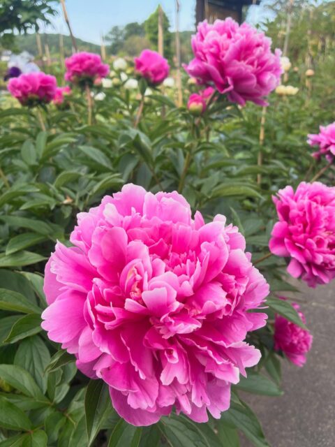 牡丹の時期が終わり、芍薬が咲いてきました。
これから牡丹にお礼肥を施します。総量100キロを超す肥料を手作業であげて行きます。今年はよく咲いてくれました。また、沢山の方が観に来てくださり、誠に有難うございました。
#芍薬 #クリンソウ #長泉寺 #花の寺
――――――――――
"四季折々の花が咲く牡丹寺"
曹洞宗 白久山長泉寺
〒324-0513
栃木県那須郡那珂川町白久777
0287-96-2427
いつでもお気軽にお参りください。御朱印対応致します。
インスタではお花の開花状況を中心にお知らせしています。フォローもどうぞお気軽に。
――――――――――