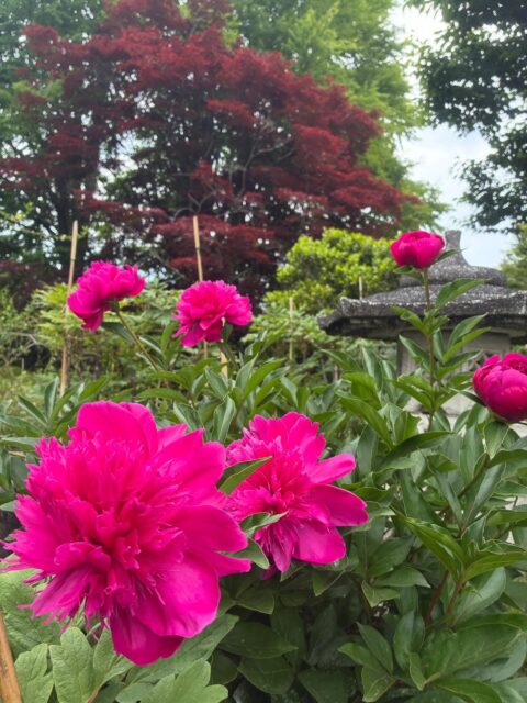 ここ数日は松の芽摘みを続けています。急ぎたくても急げない、根気のいる作業です。
#芍薬 #松 #長泉寺 #那珂川町