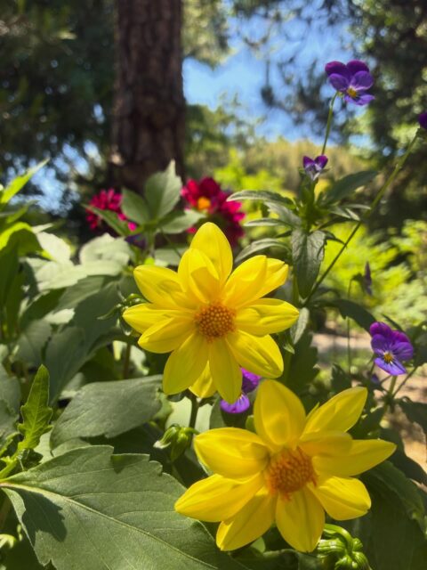 松の芽摘みを終え、お檀家様や梅花講員様のお力添えを頂きながら草抜きを進めています。境内のサツキが咲いてきました。
#ダリア #サツキ #長泉寺 #那珂川町
――――――――――
"四季折々の花が咲く牡丹寺"
曹洞宗 白久山長泉寺
〒324-0513
栃木県那須郡那珂川町白久777
0287-96-2427
いつでもお気軽にお参りください。御朱印対応致します。
インスタではお花の開花状況を中心にお知らせしています。フォローもどうぞお気軽に。
――――――――――