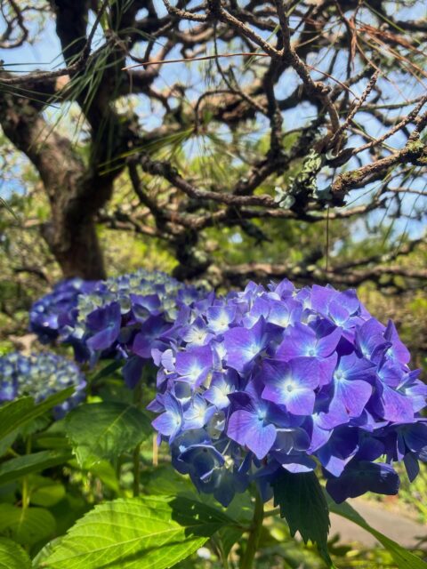 紫陽花の季節になってきました。
#紫陽花 #クレマチス #長泉寺 #那珂川町
――――――――――
"四季折々の花が咲く牡丹寺"
曹洞宗 白久山長泉寺
〒324-0513
栃木県那須郡那珂川町白久777
0287-96-2427
いつでもお気軽にお参りください。御朱印対応致します。
インスタではお花の開花状況を中心にお知らせしています。フォローもどうぞお気軽に。
――――――――――
