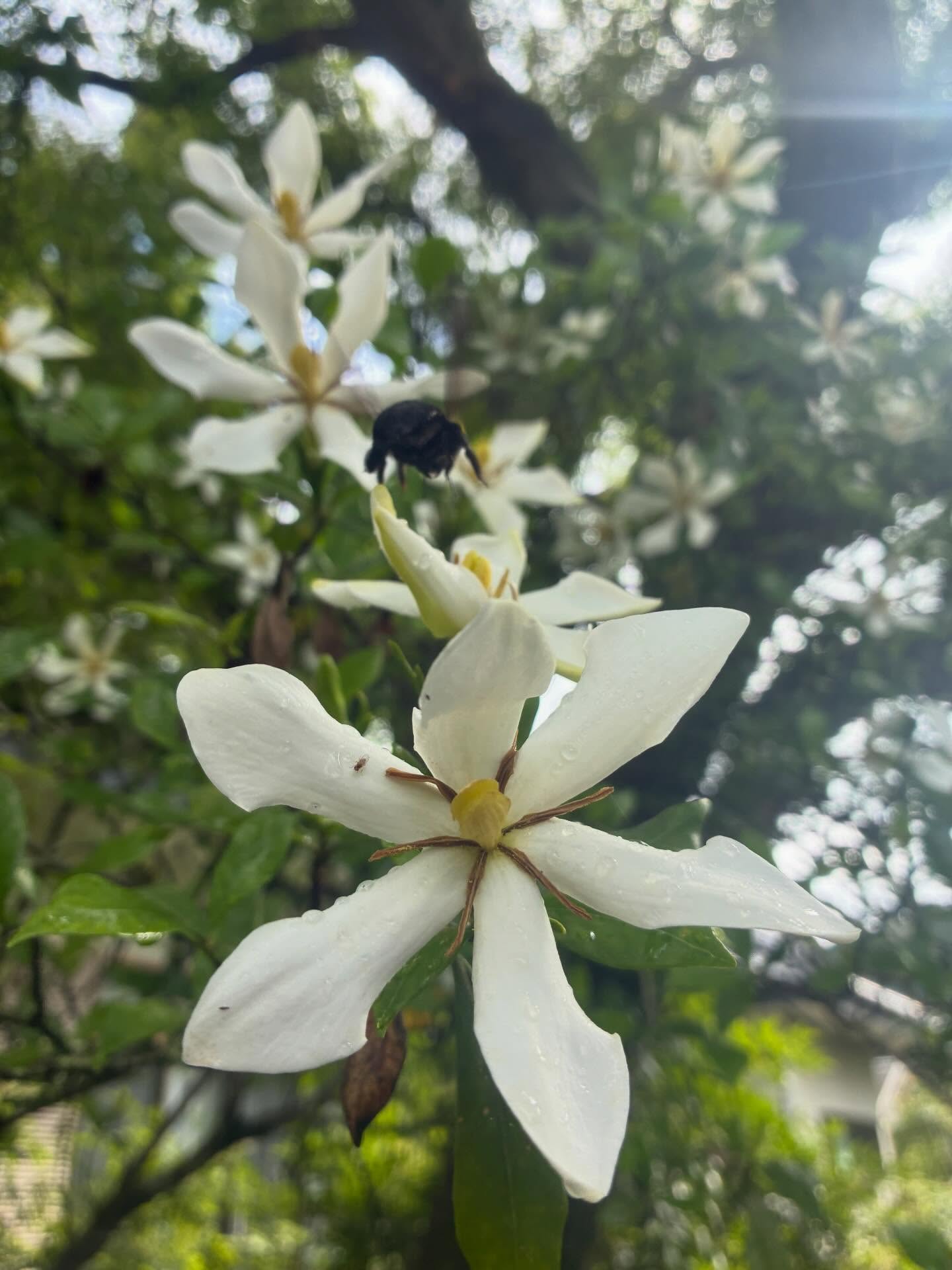 境内にはクチナシの花の甘い香り。蜜を吸いにきたクマバチの羽音がブンブン響いています。
#クチナシ #紫陽花 #長泉寺 #花の寺
――――――――――
"四季折々の花が咲く牡丹寺"
曹洞宗 白久山長泉寺
〒324-0513
栃木県那須郡那珂川町白久777
0287-96-2427
いつでもお気軽にお参りください。御朱印対応致します。
インスタではお花の開花状況を中心にお知らせしています。フォローもどうぞお気軽に。
――――――――――