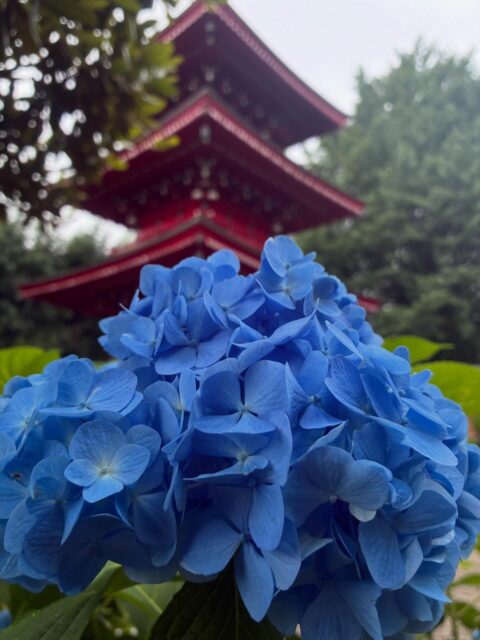 梅雨らしい曇天が続きますが、紫陽花が綺麗に咲いています。
#紫陽花 #三重塔 #長泉寺 #那珂川町 #花の寺
