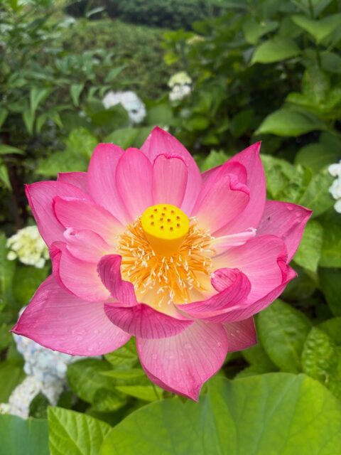 蓮の花が咲いてきました。
#蓮 #長泉寺 #那珂川町 #花の寺
――――――――――
"四季折々の花が咲く牡丹寺"
曹洞宗 白久山長泉寺
〒324-0513
栃木県那須郡那珂川町白久777
0287-96-2427
いつでもお気軽にお参りください。御朱印対応致します。
インスタではお花の開花状況を中心にお知らせしています。フォローもどうぞお気軽に。
――――――――――
