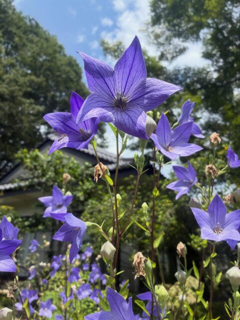 本日は、檀家様、梅花講様有志の皆様と山内で、境内の草抜きをいたしました。お昼に近づくにつれてグングン気温が上がり、汗だくに💦ご協力くださった皆様ありがとうございます。
桔梗が綺麗に咲いていました。
#桔梗 #長泉寺 #花の寺 #那珂川町