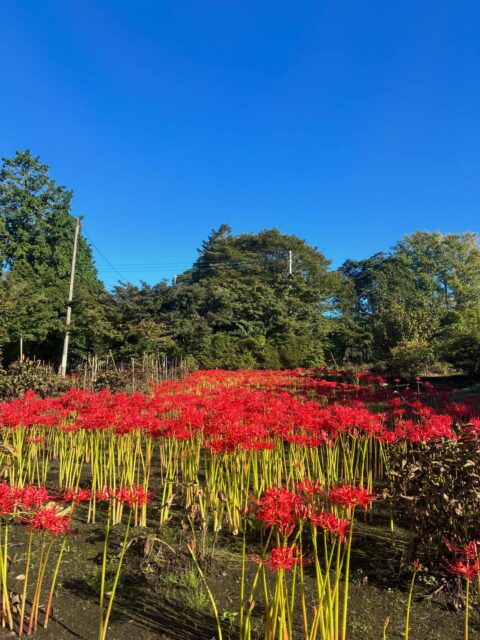 雨が上がり久しぶりの晴天。彼岸花が満開です。
#彼岸花 #花の寺 #長泉寺 #那珂川町 #お彼岸
――――――――――
"四季折々の花が咲く牡丹寺"
曹洞宗 白久山長泉寺
〒324-0513
栃木県那須郡那珂川町白久777
0287-96-2427
いつでもお気軽にお参りください。御朱印対応致します。
インスタではお花の開花状況を中心にお知らせしています。フォローもどうぞお気軽に。
――――――――――