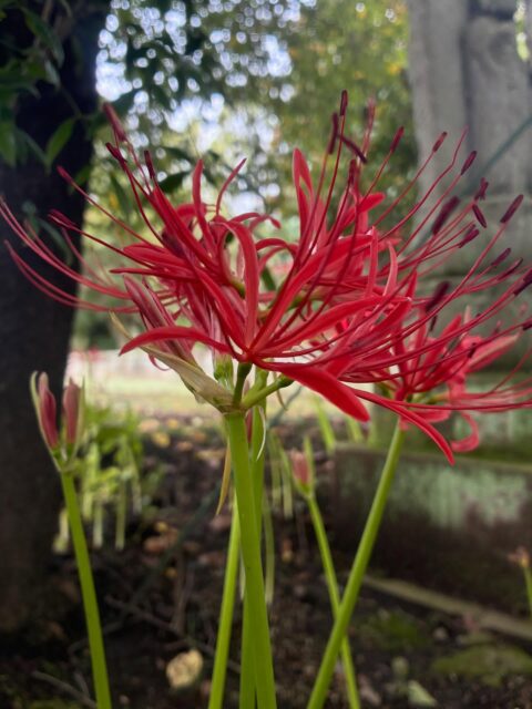 昨年に比べると、今年は彼岸花が出てくるのが早く、もうすでにいくつか開花してきました。まだまだ全体の1割にも満たないですが、この調子ですとお彼岸入り頃には満開になるかもしれません。また随時、お知らせしていきます。
#彼岸花 #長泉寺 #花の寺 #那珂川町
――――――――――
"四季折々の花が咲く牡丹寺"
曹洞宗 白久山長泉寺
〒324-0513
栃木県那須郡那珂川町白久777
0287-96-2427
いつでもお気軽にお参りください。御朱印対応致します。
インスタではお花の開花状況を中心にお知らせしています。フォローもどうぞお気軽に。
――――――――――