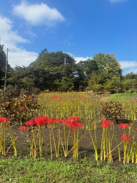 満開までもう少し。
#彼岸花 #長泉寺 #花の寺 #那珂川町