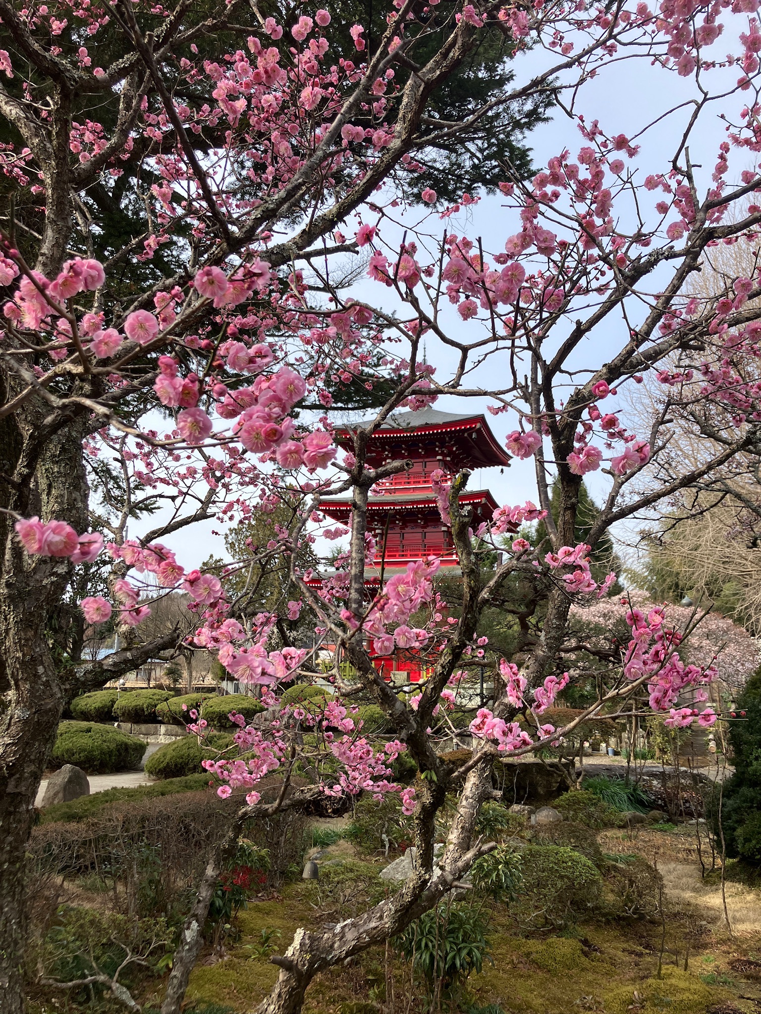 桜と三重塔