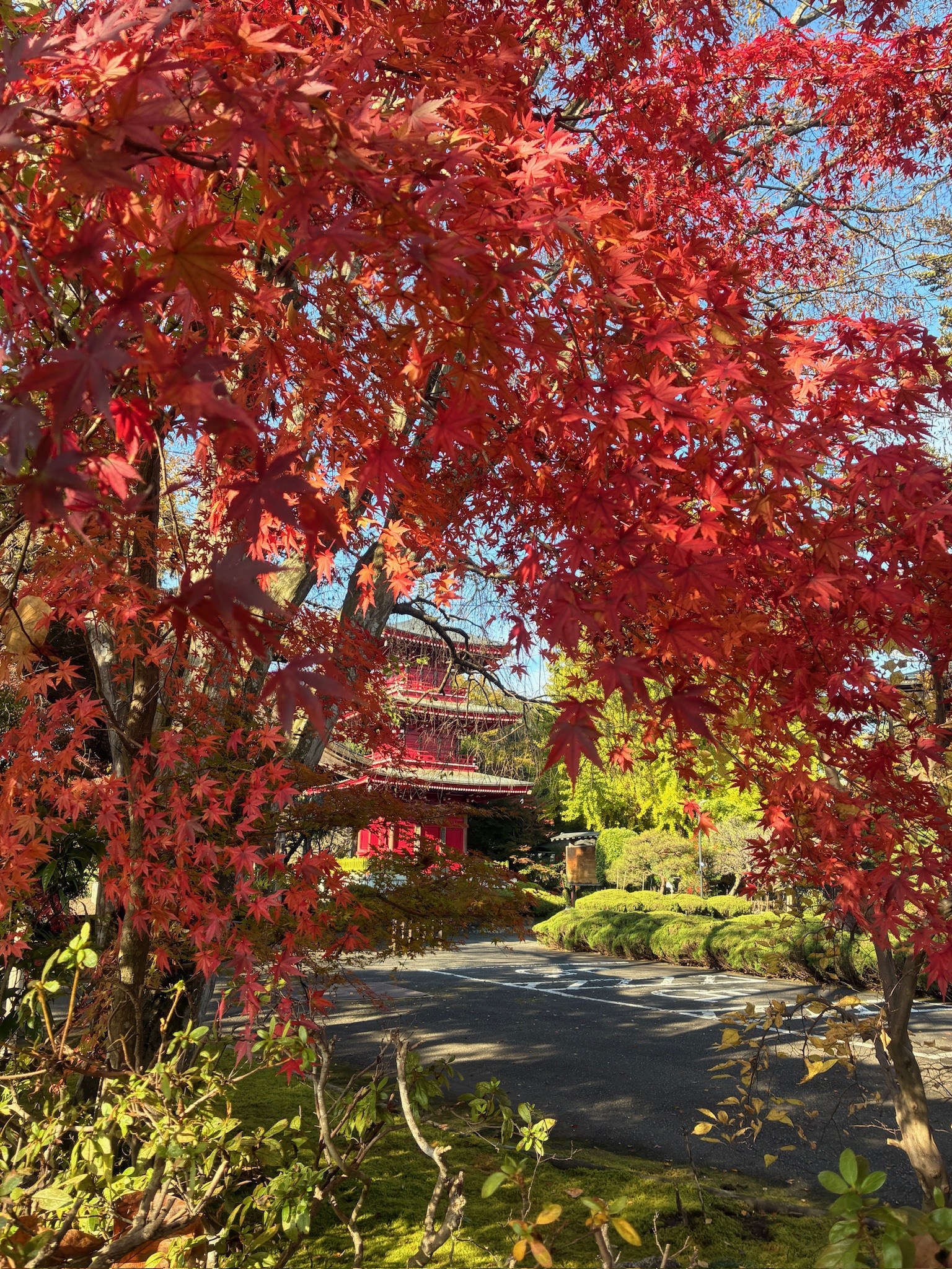 紅葉と三重塔