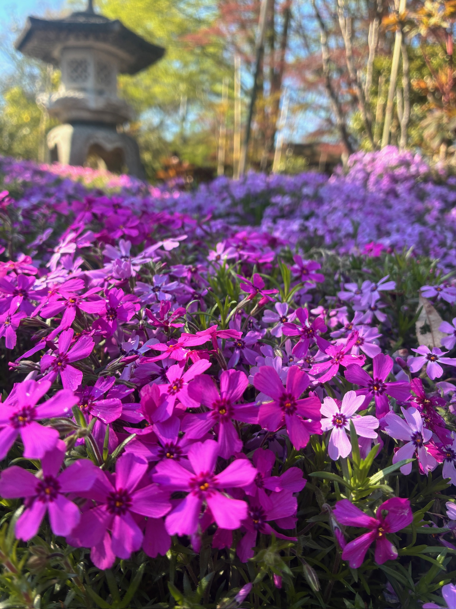 芝桜