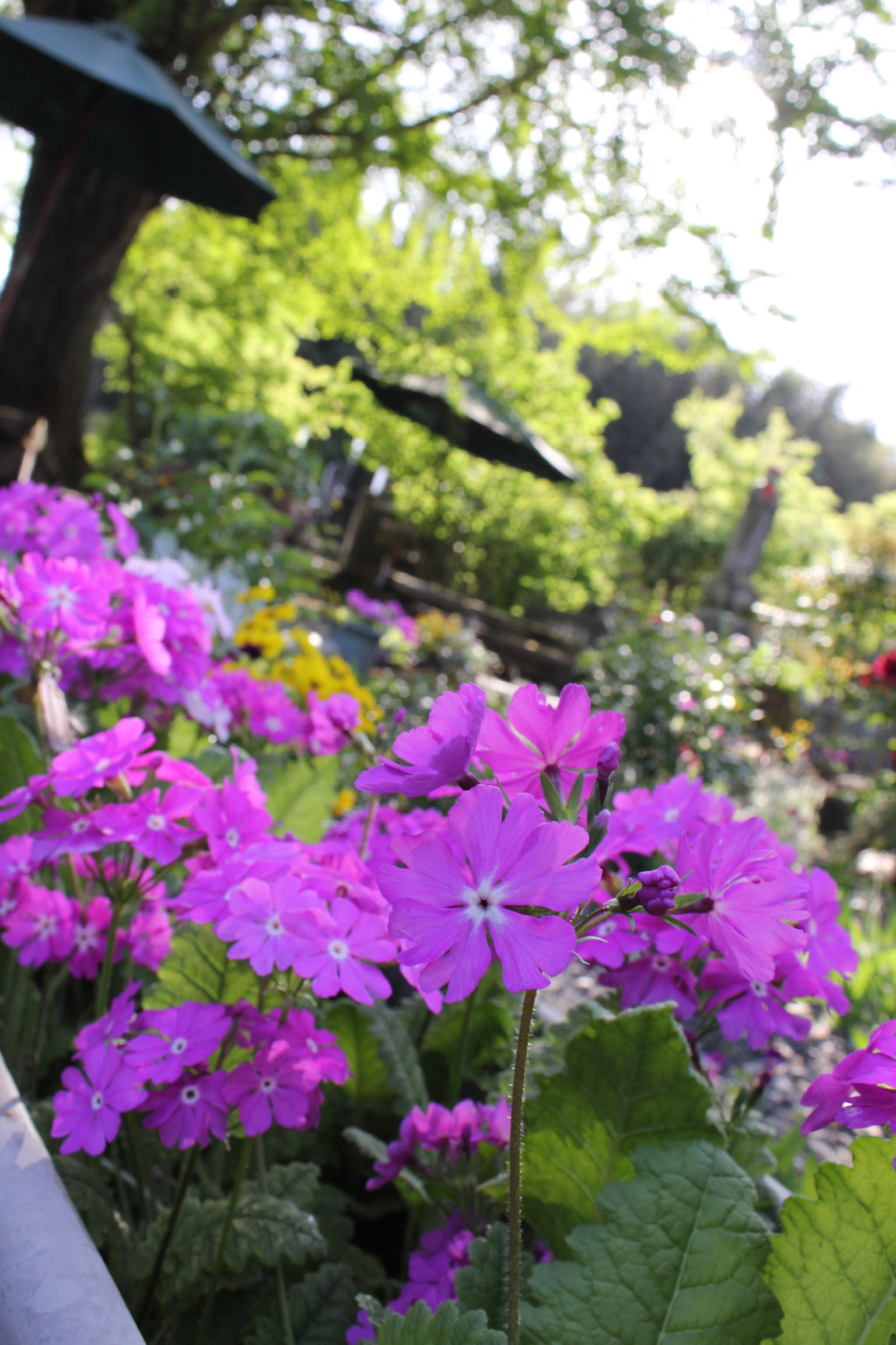 芝桜